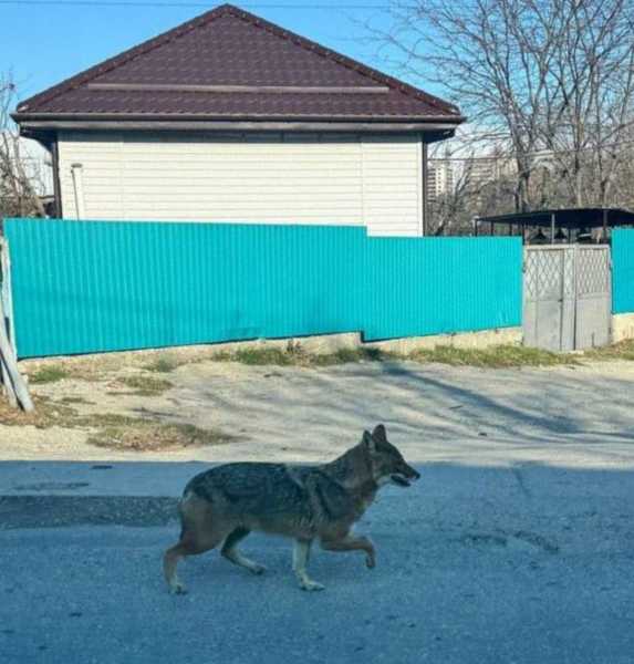 По улицам пригородов Новороссийска гуляют шакалы?