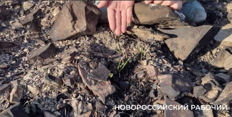 В 5 миллиардов рублей оценили ущерб от пожара, погубившего 62 гектара реликтового леса под Новороссийском