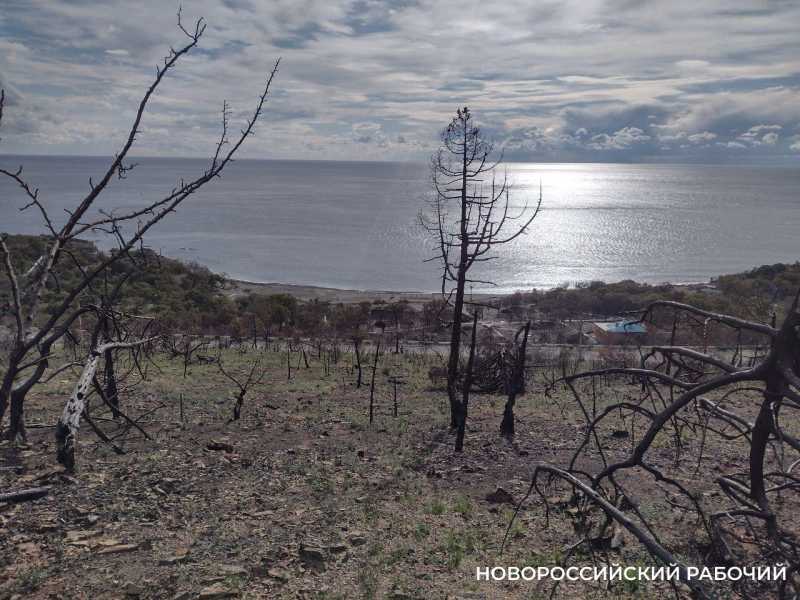 В 5 миллиардов рублей оценили ущерб от пожара, погубившего 62 гектара реликтового леса под Новороссийском