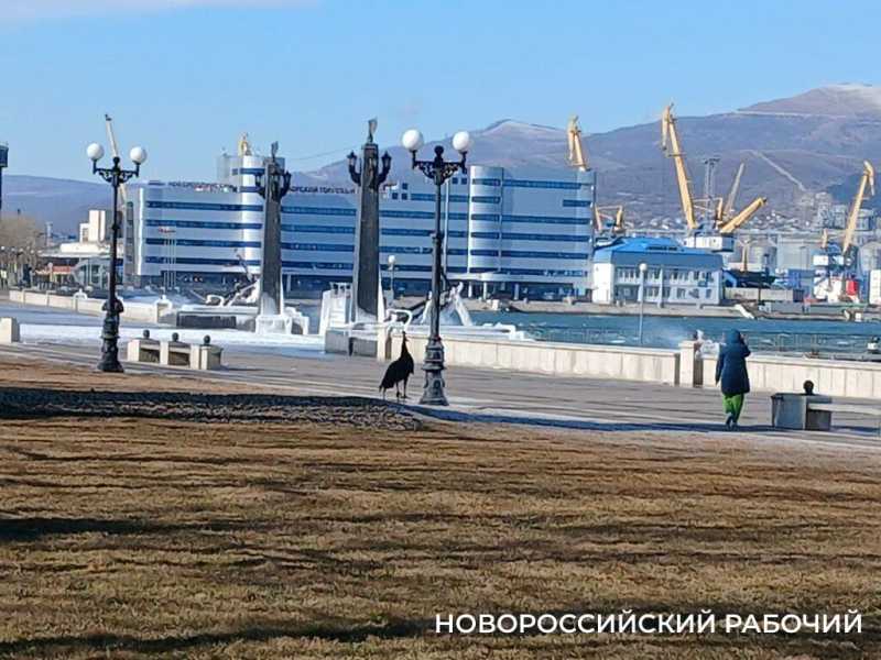В норд-ост в Новороссийске горожане выходят фотографировать замерзшую набережную