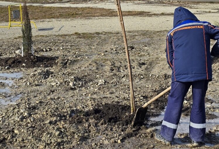 В промзоне Новороссийска рядом с фруктовым садом высадили эвкалипты