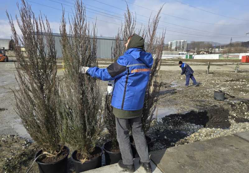 В промзоне Новороссийска рядом с фруктовым садом высадили эвкалипты