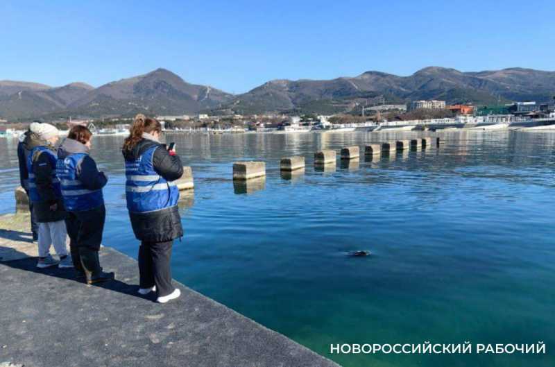 Волонтеры из Новороссийска спасли азовку Петровича