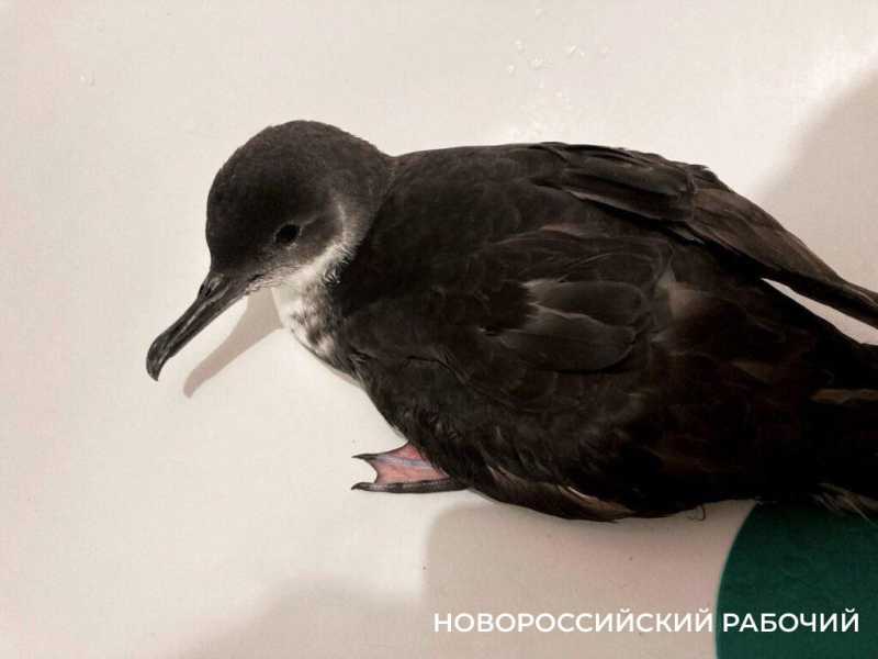 Волонтеры Новороссийска выходили «баклашу», «котлетку» и белую цаплю
