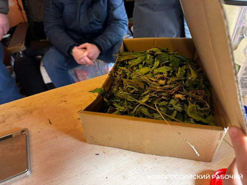 Житель Новороссийска выращивал коноплю в огороде и в кладовке