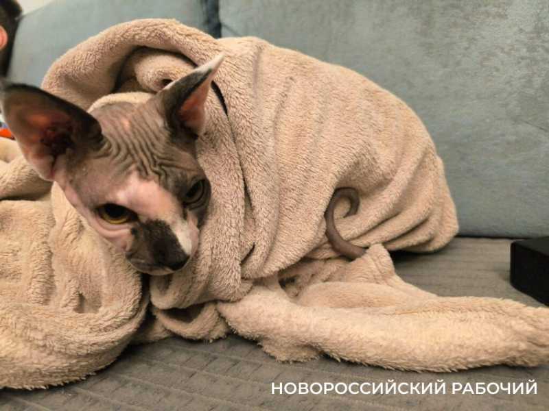 1 марта – День кошек! Представляем любимых хвостатых «Новороссийского рабочего»