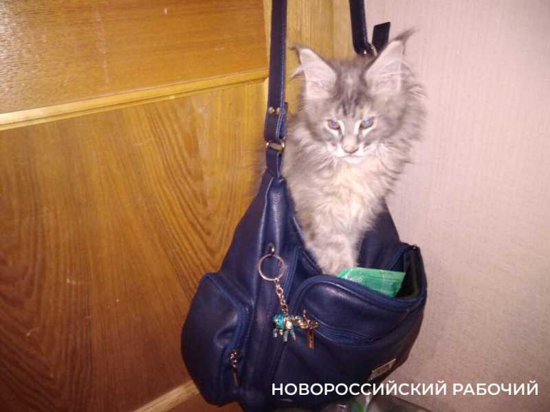 1 марта – День кошек! Представляем любимых хвостатых «Новороссийского рабочего»