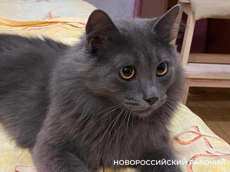 1 марта – День кошек! Представляем любимых хвостатых «Новороссийского рабочего»