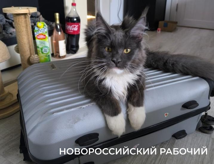 1 марта – День кошек! Представляем любимых хвостатых «Новороссийского рабочего»