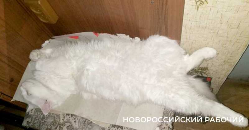 1 марта – День кошек! Представляем любимых хвостатых «Новороссийского рабочего»