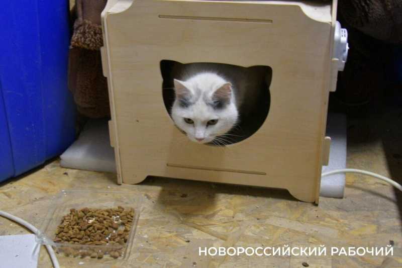 1 марта – День кошек! Представляем любимых хвостатых «Новороссийского рабочего»