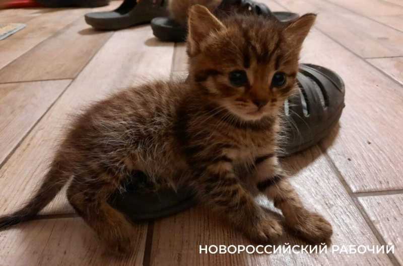 1 марта – День кошек! Представляем любимых хвостатых «Новороссийского рабочего»