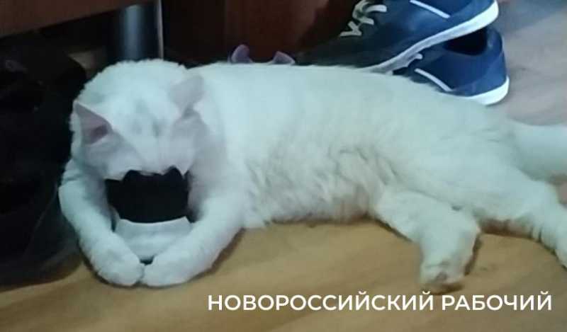 1 марта – День кошек! Представляем любимых хвостатых «Новороссийского рабочего»