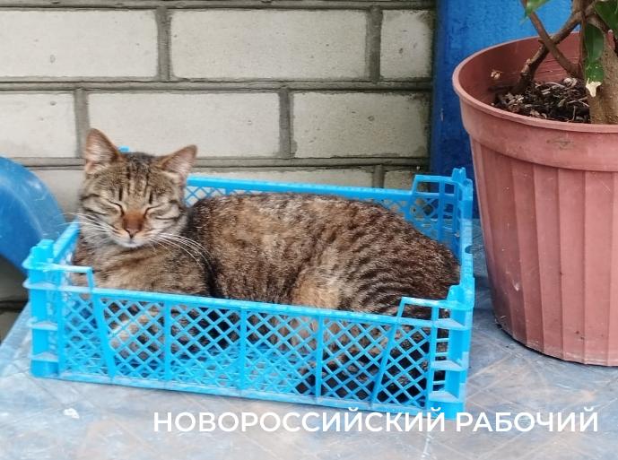 1 марта – День кошек! Представляем любимых хвостатых «Новороссийского рабочего»