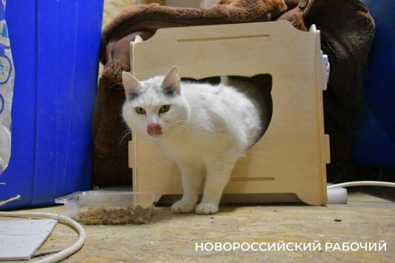 1 марта – День кошек! Представляем любимых хвостатых «Новороссийского рабочего»