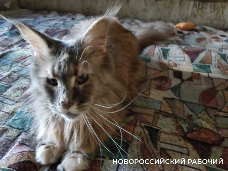 1 марта – День кошек! Представляем любимых хвостатых «Новороссийского рабочего»