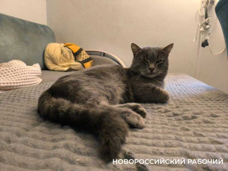 1 марта – День кошек! Представляем любимых хвостатых «Новороссийского рабочего»