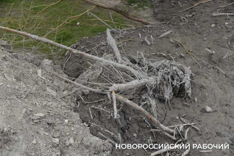 Аллея Дружбы, посаженная в Новороссийске 6 лет назад, может погибнуть – ее завалили илом