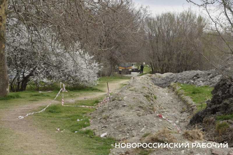 Аллея Дружбы, посаженная в Новороссийске 6 лет назад, может погибнуть – ее завалили илом