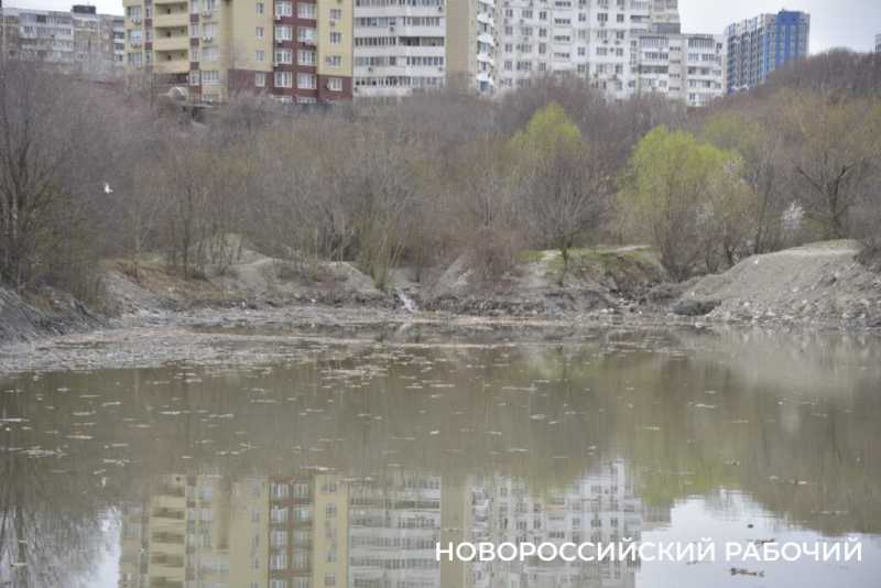 Аллея Дружбы, посаженная в Новороссийске 6 лет назад, может погибнуть – ее завалили илом