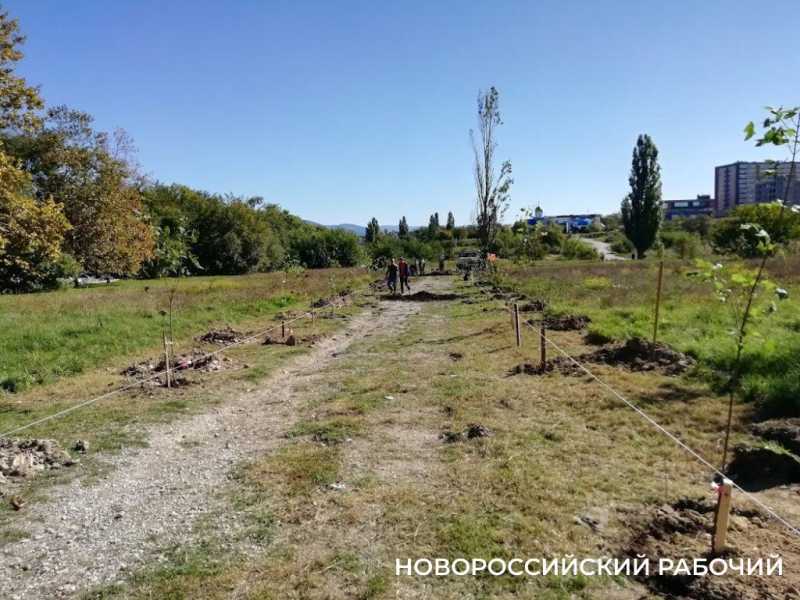 Аллея Дружбы, посаженная в Новороссийске 6 лет назад, может погибнуть – ее завалили илом