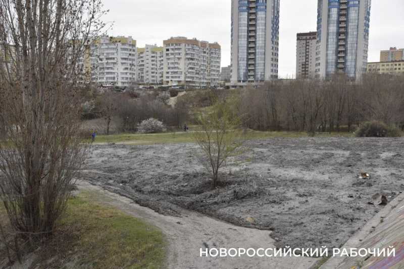 Аллея Дружбы, посаженная в Новороссийске 6 лет назад, может погибнуть – ее завалили илом