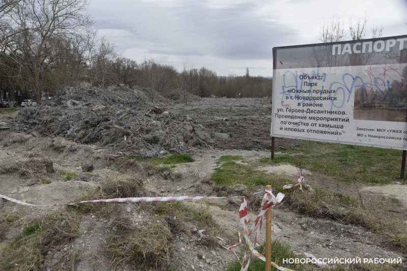 Аллея Дружбы, посаженная в Новороссийске 6 лет назад, может погибнуть – ее завалили илом