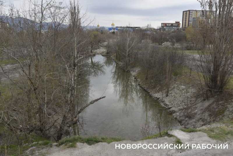 Аллея Дружбы, посаженная в Новороссийске 6 лет назад, может погибнуть – ее завалили илом