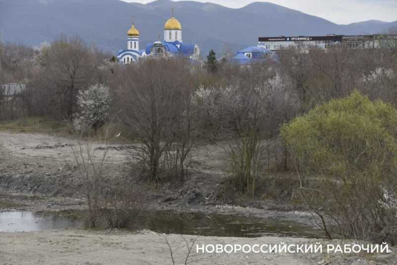 Аллея Дружбы, посаженная в Новороссийске 6 лет назад, может погибнуть – ее завалили илом