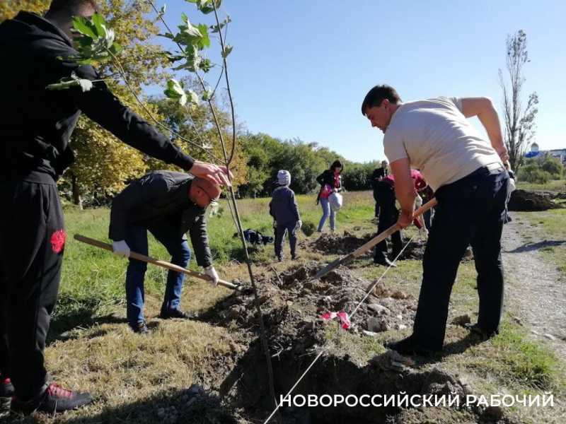 Аллея Дружбы, посаженная в Новороссийске 6 лет назад, может погибнуть – ее завалили илом