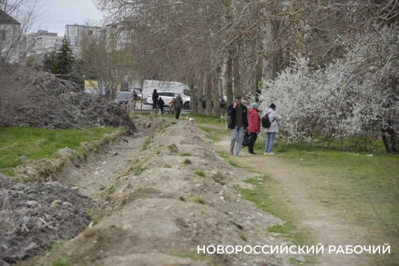 Аллея Дружбы, посаженная в Новороссийске 6 лет назад, может погибнуть – ее завалили илом