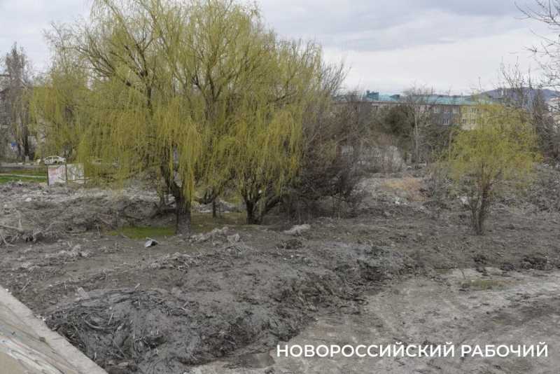 Аллея Дружбы, посаженная в Новороссийске 6 лет назад, может погибнуть – ее завалили илом