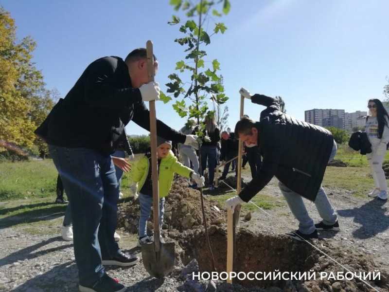 Аллея Дружбы, посаженная в Новороссийске 6 лет назад, может погибнуть – ее завалили илом