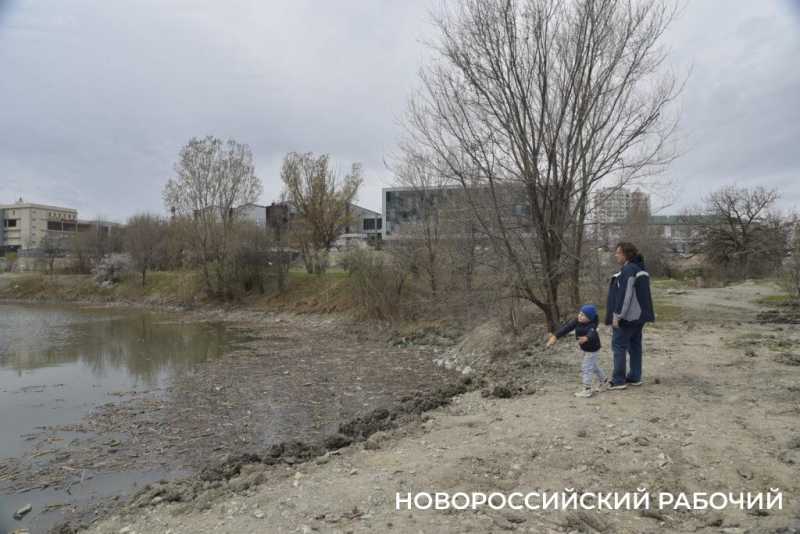 Аллея Дружбы, посаженная в Новороссийске 6 лет назад, может погибнуть – ее завалили илом