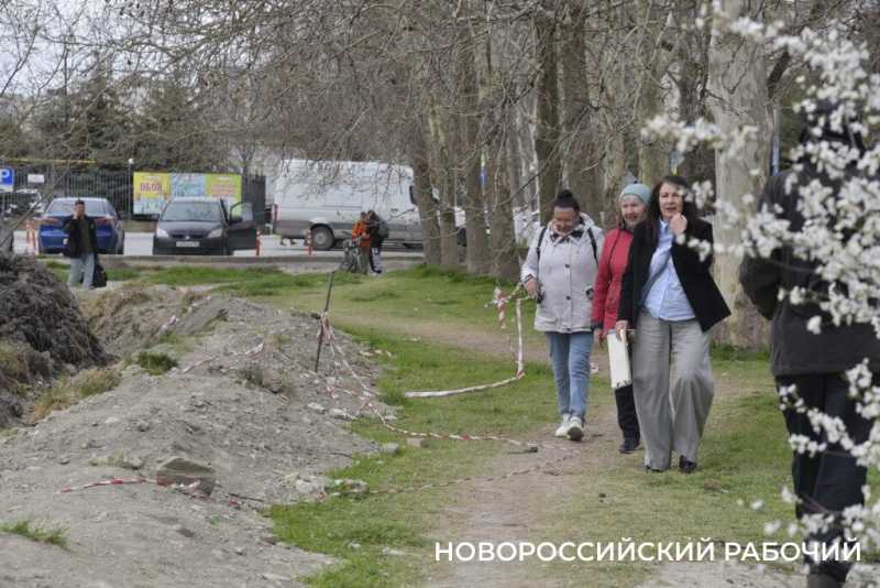 Аллея Дружбы, посаженная в Новороссийске 6 лет назад, может погибнуть – ее завалили илом