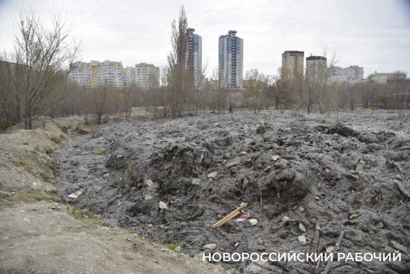 Аллея Дружбы, посаженная в Новороссийске 6 лет назад, может погибнуть – ее завалили илом