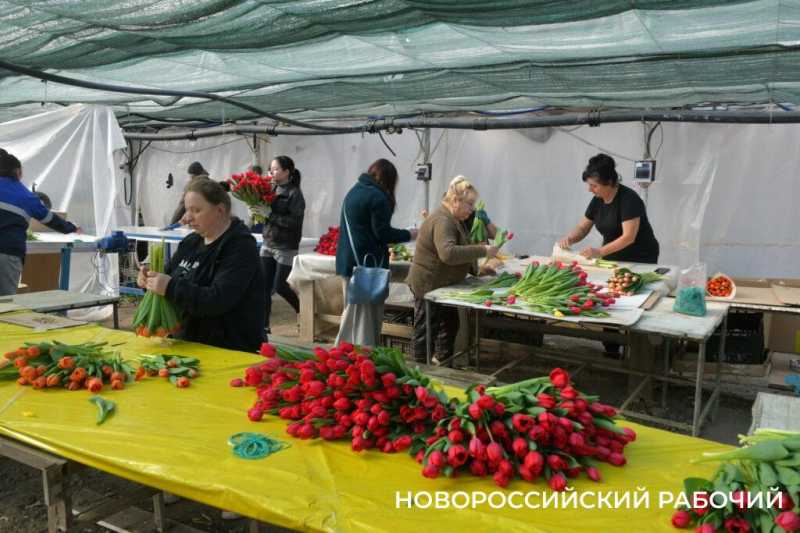 Фермер под Новороссийском к 8 Марта вырастил редчайший «аленький цветочек» и 300 тысяч тюльпанов