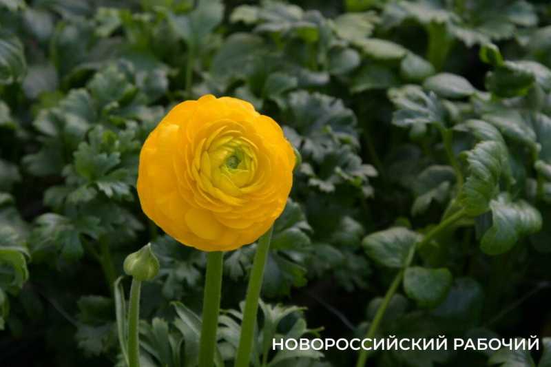 Фермер под Новороссийском к 8 Марта вырастил редчайший «аленький цветочек» и 300 тысяч тюльпанов