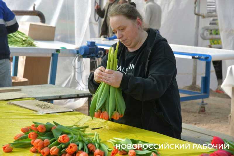 Фермер под Новороссийском к 8 Марта вырастил редчайший «аленький цветочек» и 300 тысяч тюльпанов