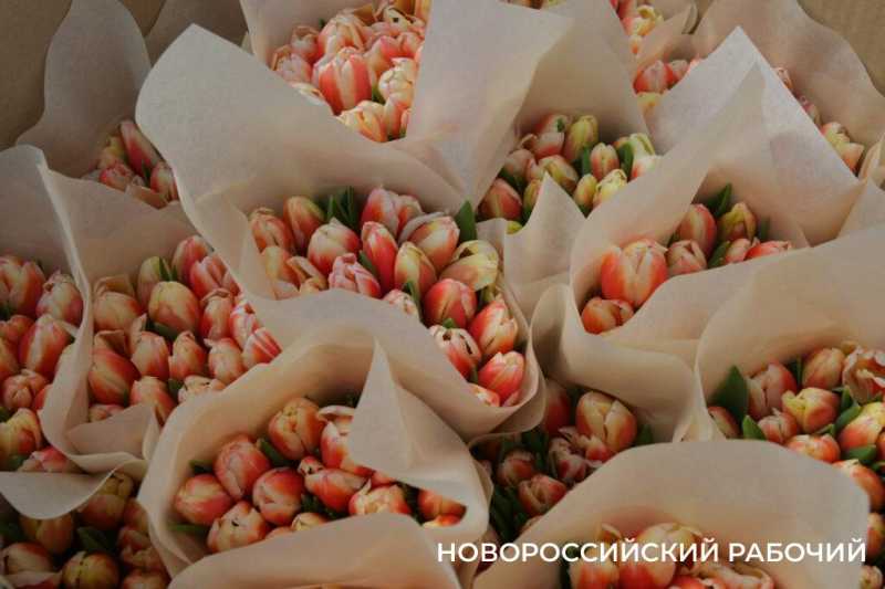 Фермер под Новороссийском к 8 Марта вырастил редчайший «аленький цветочек» и 300 тысяч тюльпанов