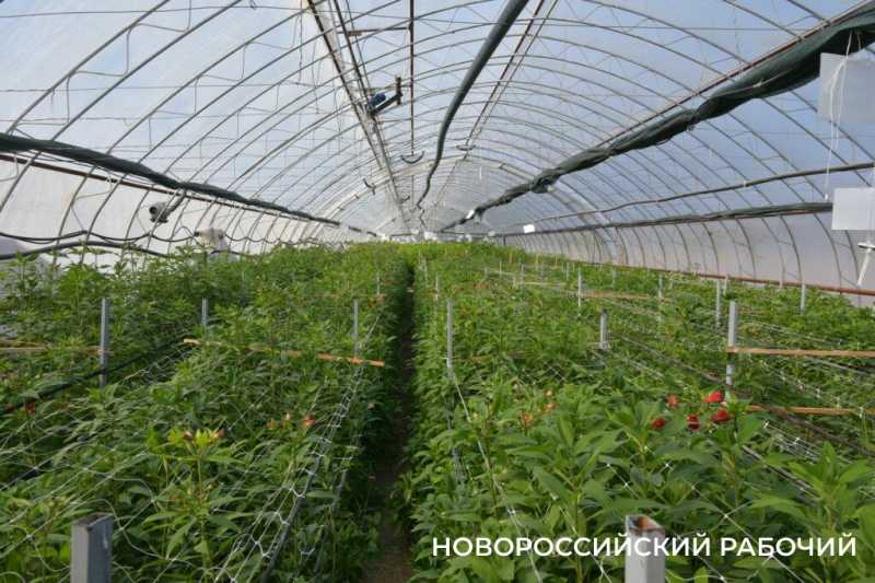 Фермер под Новороссийском к 8 Марта вырастил редчайший «аленький цветочек» и 300 тысяч тюльпанов