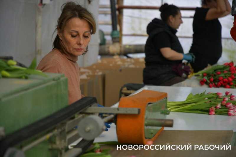 Фермер под Новороссийском к 8 Марта вырастил редчайший «аленький цветочек» и 300 тысяч тюльпанов