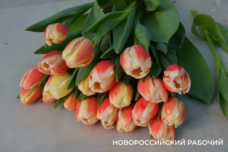 Фермер под Новороссийском к 8 Марта вырастил редчайший «аленький цветочек» и 300 тысяч тюльпанов