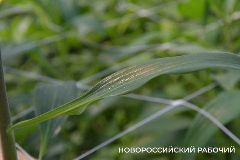 Фермер под Новороссийском к 8 Марта вырастил редчайший «аленький цветочек» и 300 тысяч тюльпанов