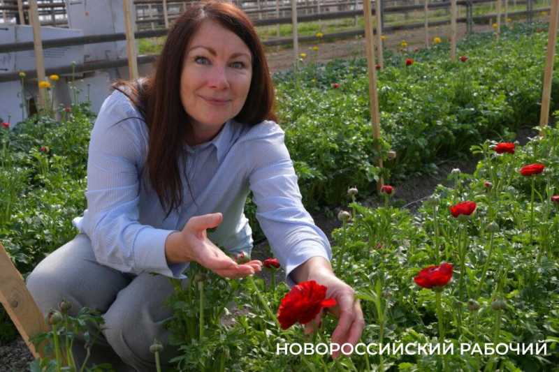 Фермер под Новороссийском к 8 Марта вырастил редчайший «аленький цветочек» и 300 тысяч тюльпанов