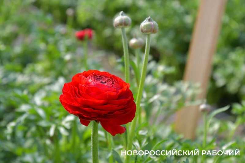 Фермер под Новороссийском к 8 Марта вырастил редчайший «аленький цветочек» и 300 тысяч тюльпанов