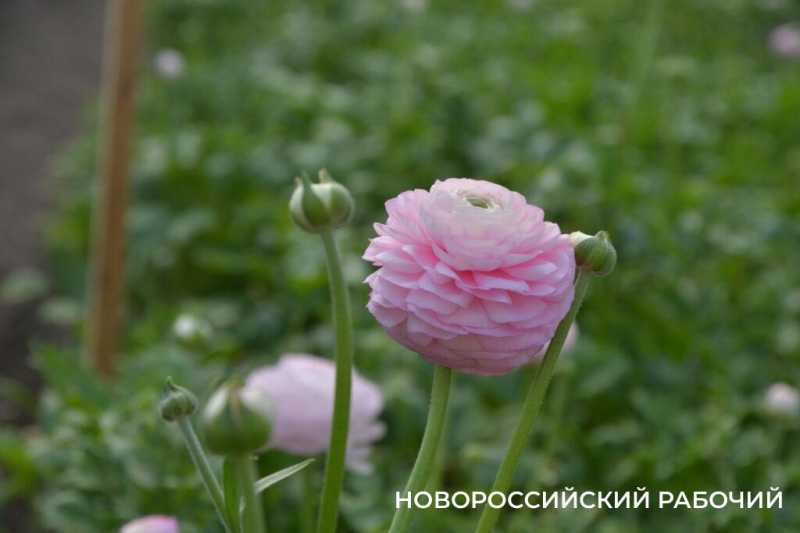 Фермер под Новороссийском к 8 Марта вырастил редчайший «аленький цветочек» и 300 тысяч тюльпанов