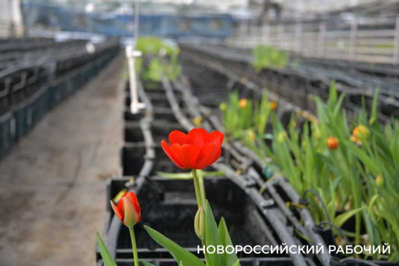 Фермер под Новороссийском к 8 Марта вырастил редчайший «аленький цветочек» и 300 тысяч тюльпанов