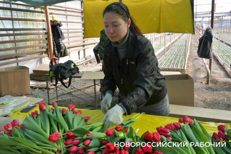 Фермер под Новороссийском к 8 Марта вырастил редчайший «аленький цветочек» и 300 тысяч тюльпанов