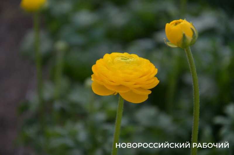 Фермер под Новороссийском к 8 Марта вырастил редчайший «аленький цветочек» и 300 тысяч тюльпанов